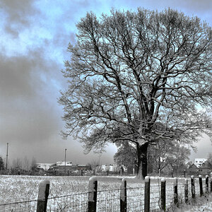 Baum im Schnee. Mal ein pseudo HDR.