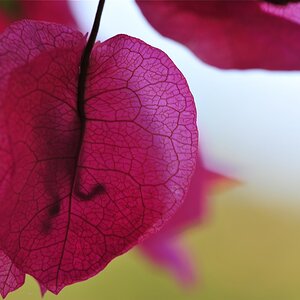 Nikon D700 mit Sigma 150mm f2.8 Makro @ 1/100 f5 ISO200 Hand