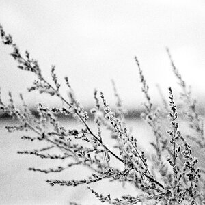 Gras 5