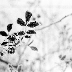 Gras 6