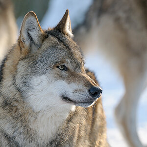 Schnee Wolf 9 web