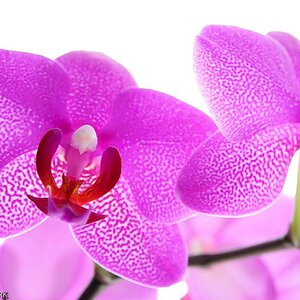 Orchidee