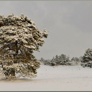 D30 4105f  Lüneburger Heide, 02/2010