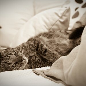 Unser Kater "Tiger"