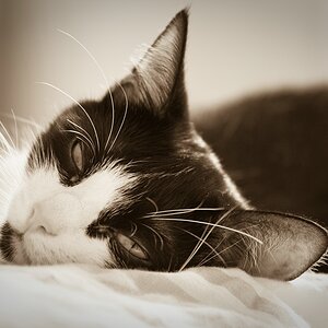 Unsere kleine Katze "Amy"