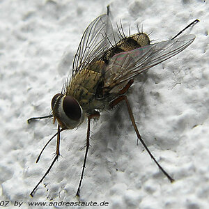 Fliege an der Wand. Makro