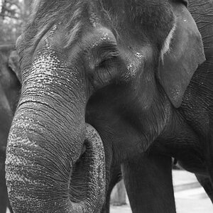 Zoologisch-Botanischer Garten "Wilhelma", Stuttgart, 1. Januar 2010. Nikon D700, Nikkor 1:2/85 mm AIS, ISO 800, Blende 5.6, 1/100 sec. NEF-Datei bearb