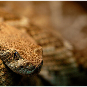 Rattlesnake 1
