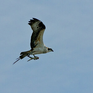 KP 20100117 D305944 0325