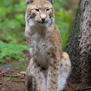 Luchs im Wildpark Poing