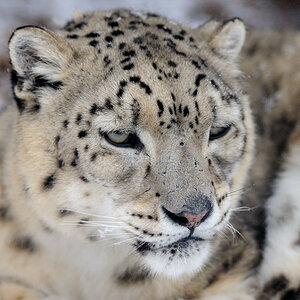 Schneeleopard 45%c