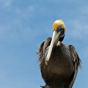 Brauner Pelikan in Cedar Key, Florida