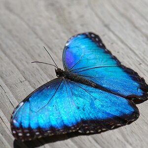 Schmetterling