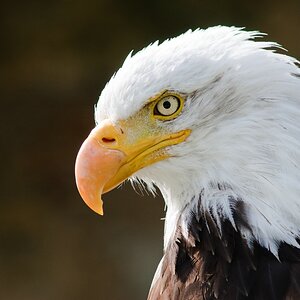 Weisskopfseeadler