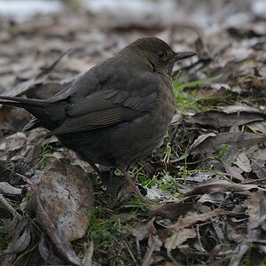 aaacompcnxamselEisvogel 164
