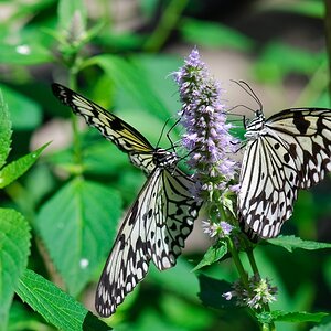 Schmetterling