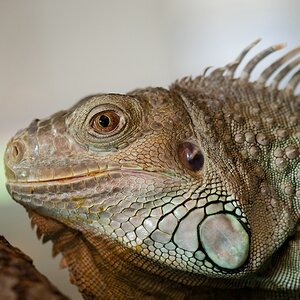 Reptilienzoo Obertraubling