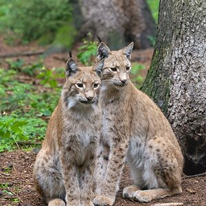 Wildpark Poing