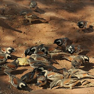 acomp Namibia 09 02220
