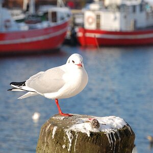 Möwe friert