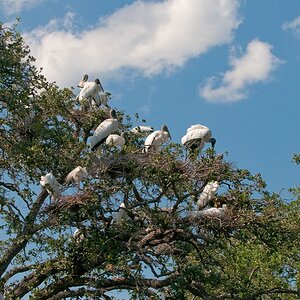 Vögel
