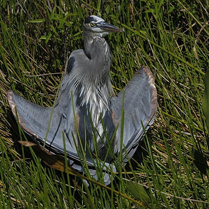 DSC2612 NF F
Everglades