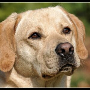 Hund