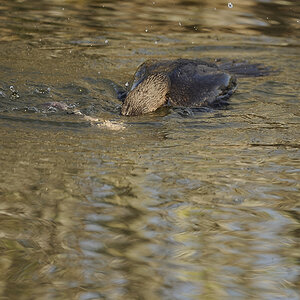 DSC2559 NF F
Everglades