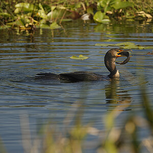 DSC2579 NF F
Everglades