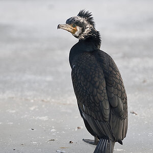 20090131 6819 [D700]   F2,8 300,00mm