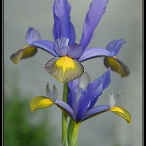 Iris