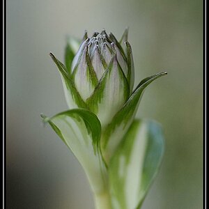 Hostablüte