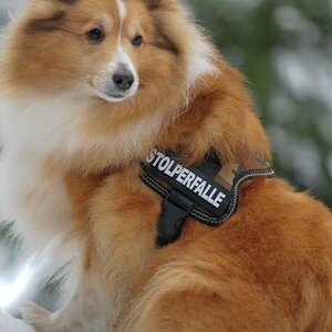 sheltietreff Bocketal (52 von 86)