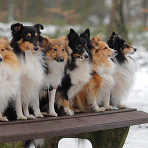 sheltietreff Bocketal (66 von 86)