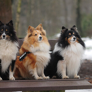 sheltietreff Bocketal (68 von 86)