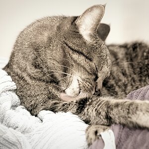 Katzen