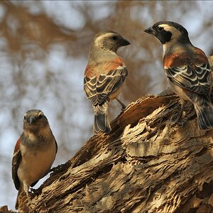 acomp Namibia 09 02247
