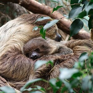 Faultiere im Zoo Zürich