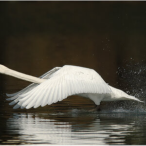 Schwan