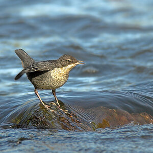 wasseramsel66