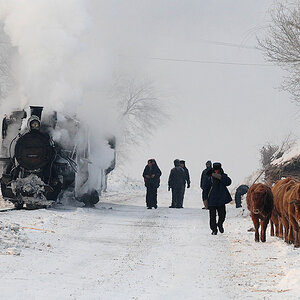 Waldbahn Huanan,
während der "Schaufelzug" mit Arbeitern zum Freischaufeln der Strecke einen Halt macht, werden die Kühe auf das Feld getrieben.