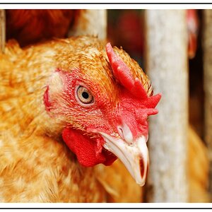 Huhn
