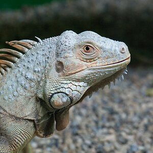 Grüner Leguan Reptilienzoo Obertraubling
