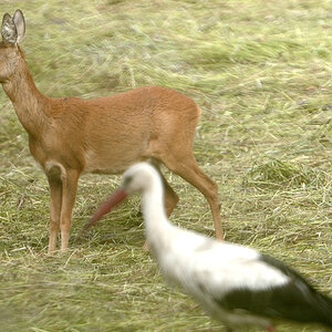 Rehstorch