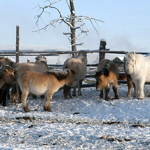 sibirische Ponys