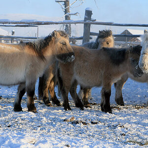 sibirische Ponys