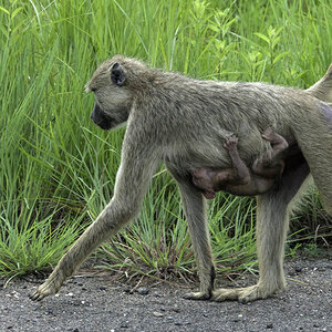 Tansania affe 1