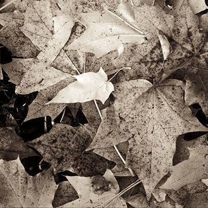 herbst09