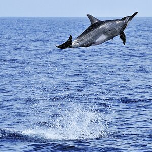 Ein Spinnerdelfin (vom englischen "drehen") aufgenommen vor Muscat, Oman.