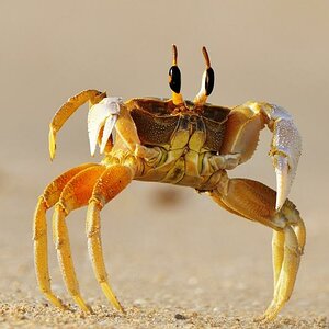 Eine Krabbe mit Groessenwahn!